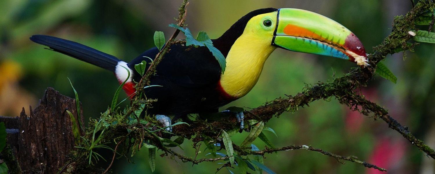 costa rica parrot