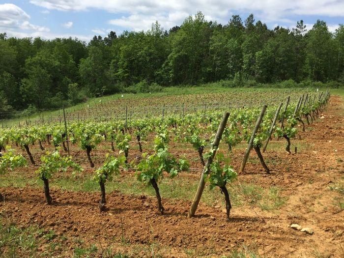 SAPIO Perigord Cahors