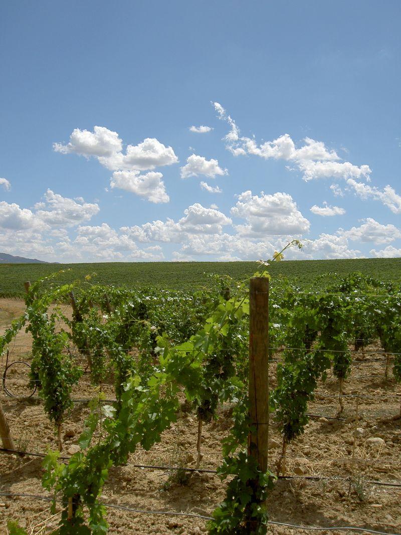 Wine Tuscany